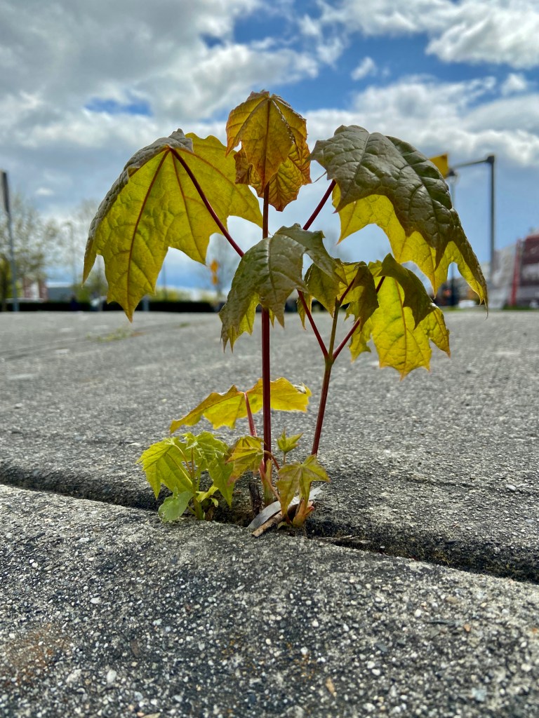 Small maple tree growing in the crack of a cement sidewalk showing the power of overcoming adversity.